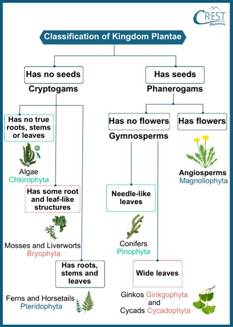 Plant Kingdom Classification And Characteristics