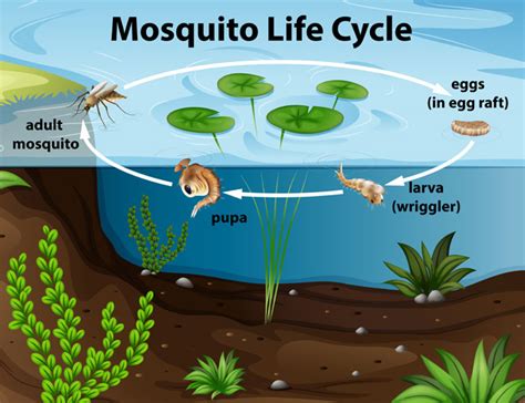 Mosquito Life Cycle - Northline Express