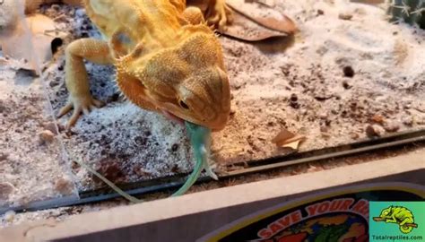 Can Bearded Dragons Eat Lizards?