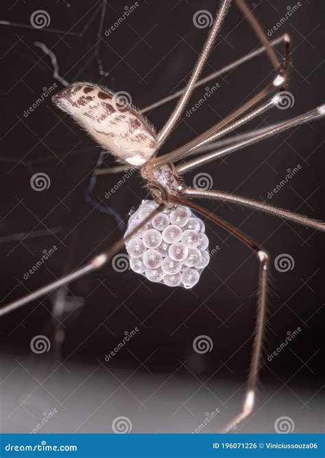 Cellar Spider stock photo. Image of longlegs, background - 196071226