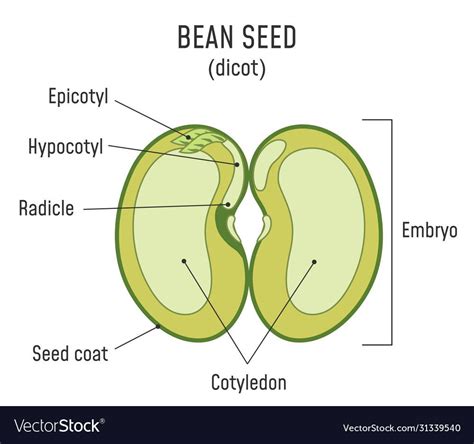 John Chapter 1, Seed Structure, Math Multiplication Worksheets, Scientific Method Worksheet, Day ...