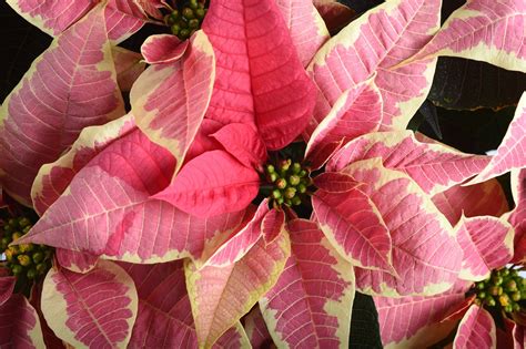 The poinsettia, reinvented and still going strong - The Washington Post