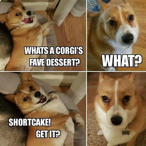 Unamused corgi is unamused | Corgi funny, Funny dog memes, Corgi memes