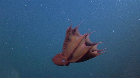 Vampire Squid – "OCEAN TREASURES" Memorial Library