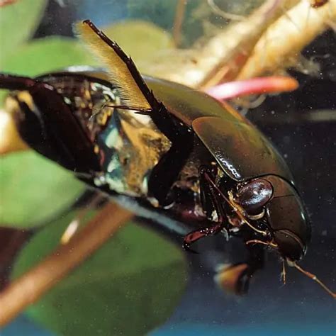 Diving Beetle Facts & Information (Dytiscidae) - Pond Informer