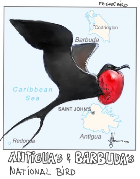 Birds: Magnificent frigatebird