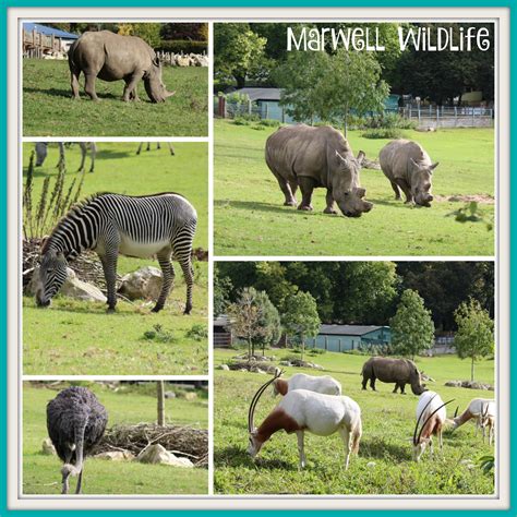 An Autumn Day Out at Marwell Zoo - ChelseaMamma