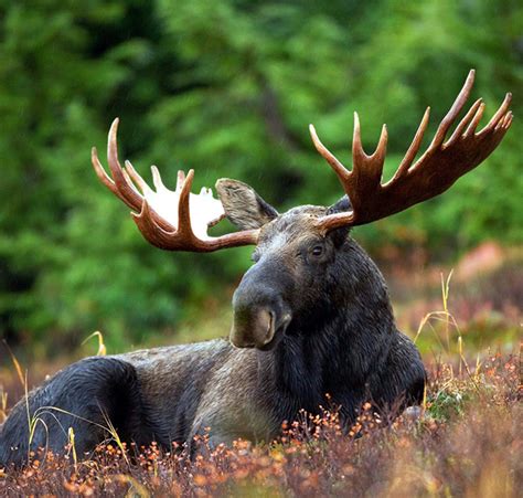 Maine Moose Hunting Season-Experience Guided Moose Hunts