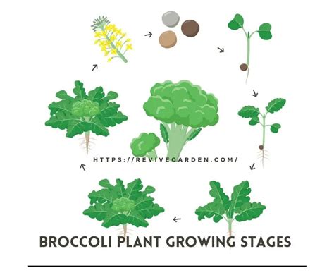 Broccoli Plant Growing Stages – Expansion Improvements