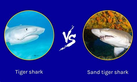 Tiger Shark vs Sand Tiger Shark: What are the Differences? - A-Z Animals