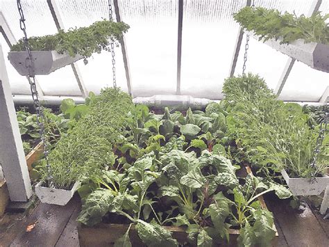 Minnesota’s first deep winter greenhouse | Northern Wilds Magazine