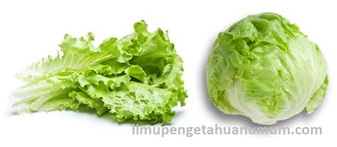 Manfaat Sayur Selada (Lettuce) dan Kandungan Gizi Sayur Selada - Ilmu Pengetahuan Umum