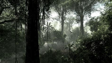 Magnifique fond d'écran - forêt - Fond d'écran Ultra HD