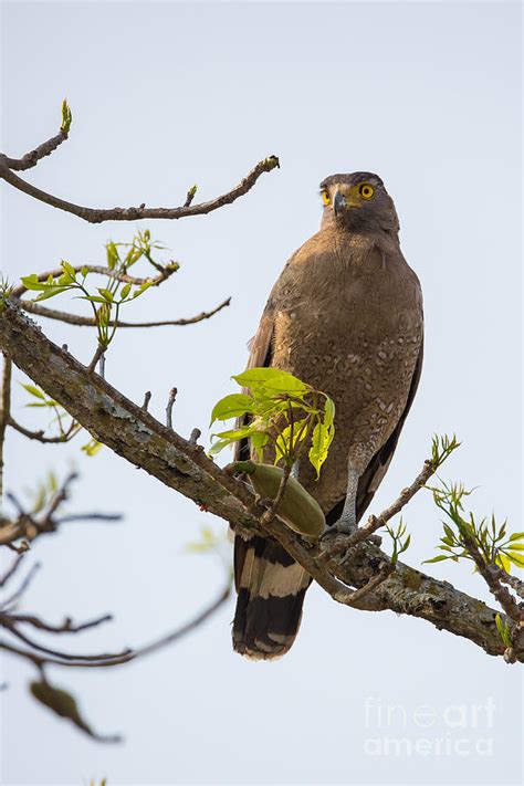 Crested Serpent Eagle, India Photograph by B. G. Thomson - Fine Art America