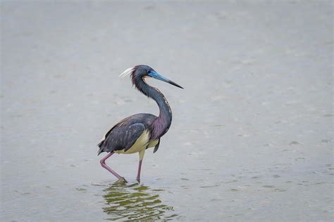 Tricolored Heron in Breeding Plumage - 2 by Debra Martz | Heron, Breeds ...