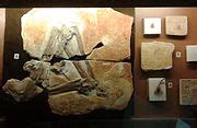 Category:Unidentified Pterosauria fossils - Wikimedia Commons