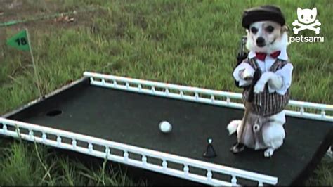 Incredible golfing dog hits the links - YouTube