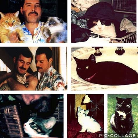 Freddie Mercury Cats Names - ismalaow