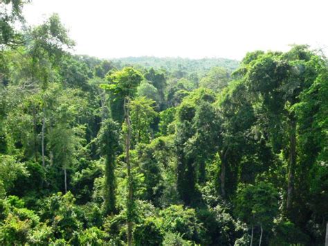 ICYMI: Ghana's Bird Population Plummets as Loggers Raze Rainforest ...