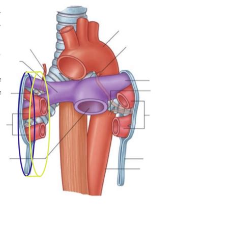 What is the difference between hilum of the lung and root of the lung? - Biology Stack Exchange