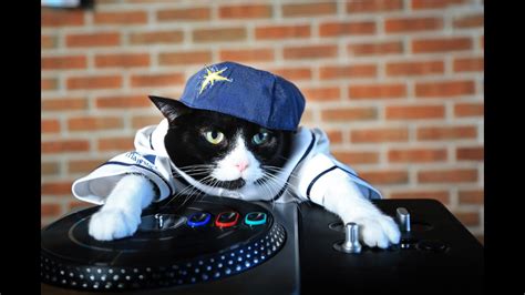 Funny Video Dj Cat - YouTube