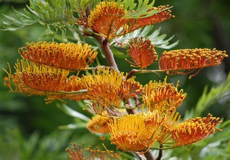 Plantas: Beleza e Diversidade: Grevílea (Grevillea robusta)