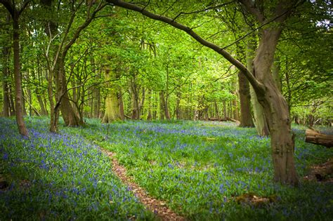 Top 10 Enchanted Forests in UK - YourAmazingPlaces.com