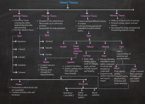 Mind Map of Chapter 6 Animal Tissues