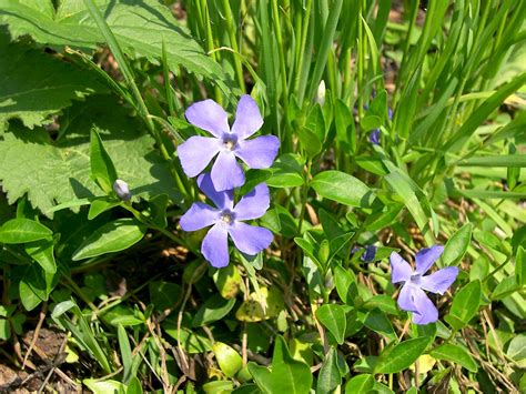 Vinca minor - UF/IFAS Assessment - University of Florida, Institute of ...