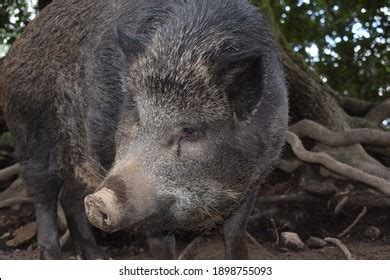 Hybrid Wild Boar Black Pig Calabria Stock Photo 1898755093 | Shutterstock