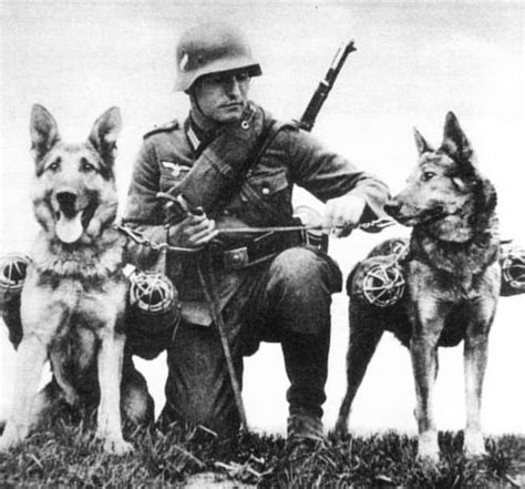 World War II in Pictures: Dogs of World War II