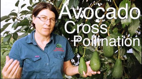 How do Avocado Trees Cross Pollinate? - YouTube