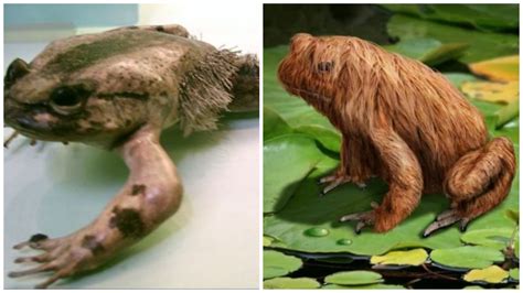 FACT CHECK: Is this a photograph of a real hairy frog? Here’s the facts ...