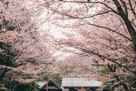 札幌中心部の桜スポットと名所 Sakura Cherry Blossom Spots in Sapporo | あおいとりっぷ