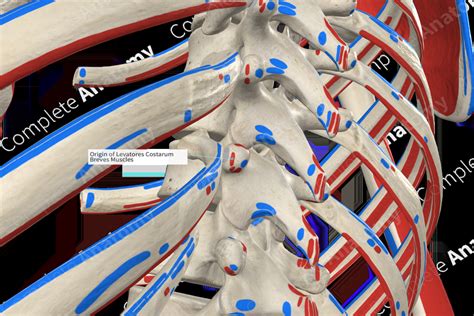 Origin of Levatores Costarum Breves Muscles | Complete Anatomy