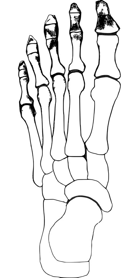 Huesos Del Pie - Gráficos vectoriales gratis en Pixabay - Pixabay