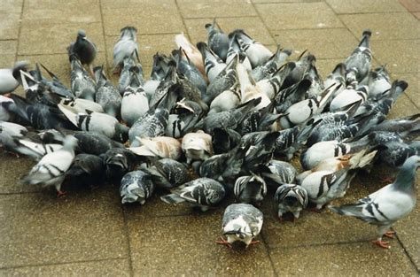 Feral Pigeons Feeding Frenzy, Barnsley Town Centre - a photo on Flickriver