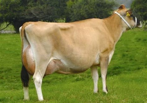 brown Jersey Cow - vivaan dairy, East Sikkim, Sikkim