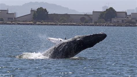 Registran ‘el disparo’, nuevo sonido de la ballena jorobada – N+