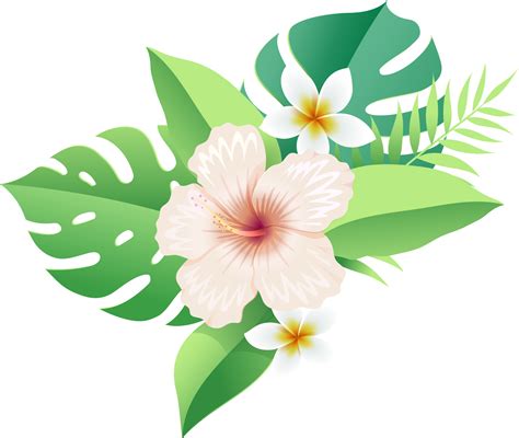 Hibiscus flowers on tropical leaf 19053691 PNG