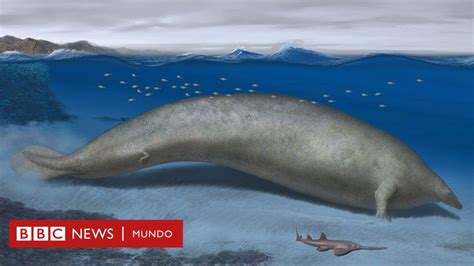 Perucetus colossus, el fósil hallado en Perú que compite con la ballena azul como el animal más ...