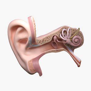 Ear 3D Models for Download | TurboSquid