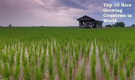 Top 10 Rice Producing Countries in World [ Updated: Types & Varieties ]