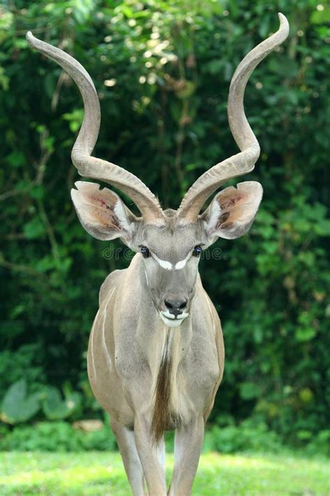 9,488 African Deer Stock Photos - Free & Royalty-Free Stock Photos from Dreamstime