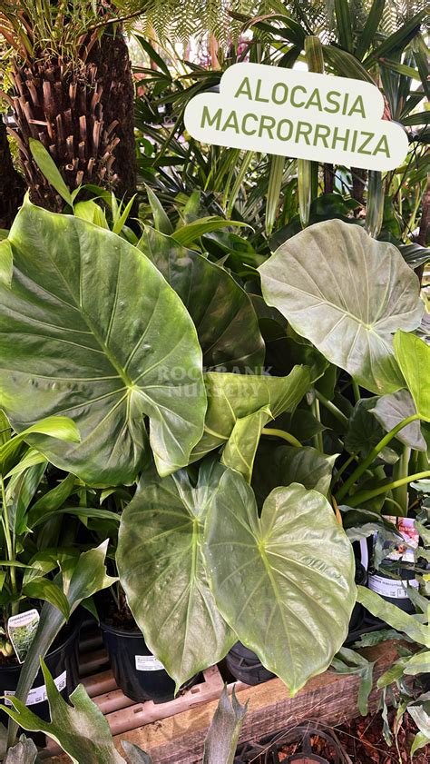 Alocasia macrorrhiza — Rockbank Nursery