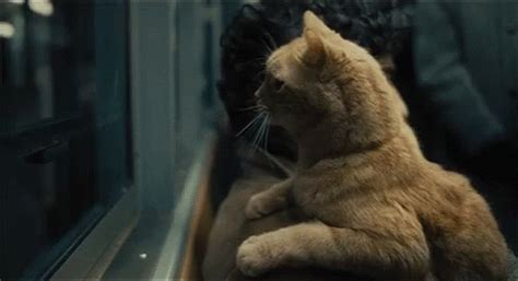 Sherlock Cat GIF - Sherlock Cat Train - Discover & Share GIFs