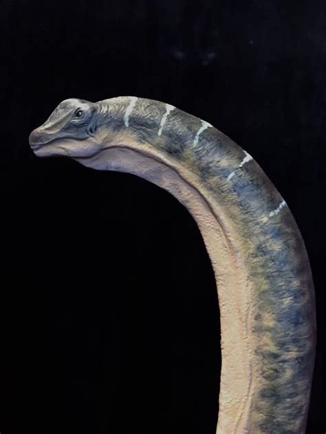 The long neck and tiny head of a Sauropod by Martin Garratt ...