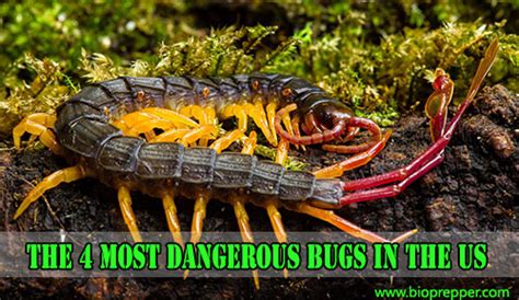 The 4 Most Dangerous Bugs In The US - Bio Prepper