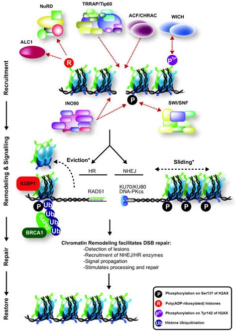 ATP-dependent chromatin remodeling during mammalian double-strand break ...