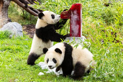 Twin Panda Cubs Born at Berlin Zoo: A Rare and Precious Addition to the Endangered Species ...